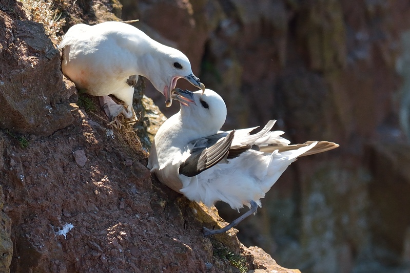 Click to open Dag 3: Helgoland, Schleswig-Holstein